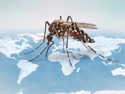El dengue se expande: Prevención ante su avance en Europa y el mundo