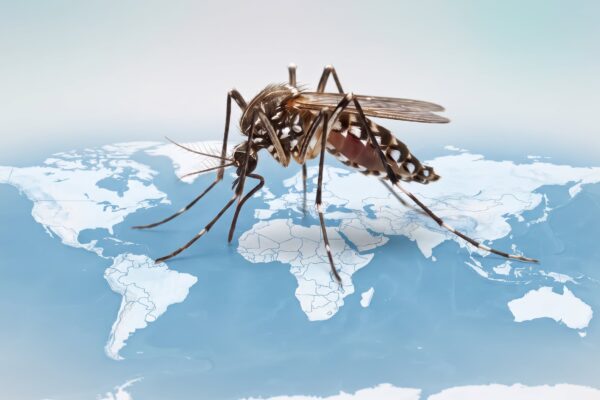 El dengue se expande: Prevención ante su avance en Europa y el mundo