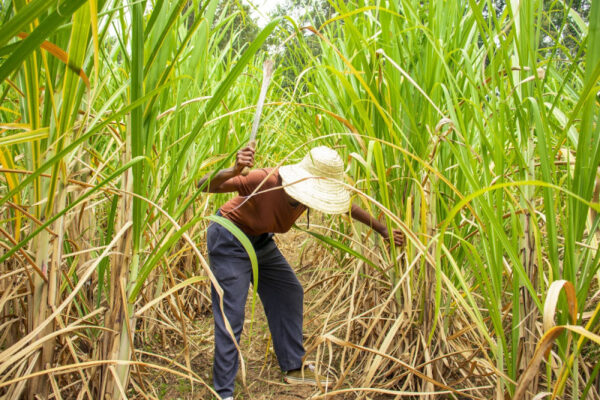 República Dominicana Expande Su Acceso al Mercado Azucarero de Estados Unidos