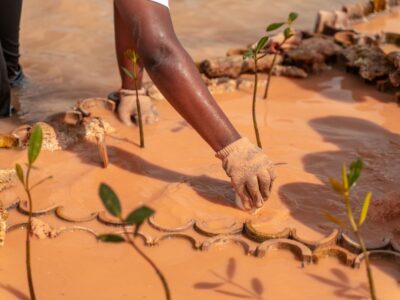 Manglares de Boca Chica: Un Pilar Ecológico y Económico para la Comunidad