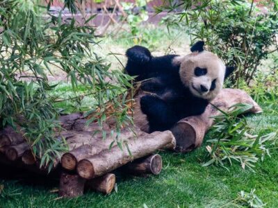 Pandas Gigantes, Símbolos de la Diplomacia Suave de China, Llegan a Atlanta
