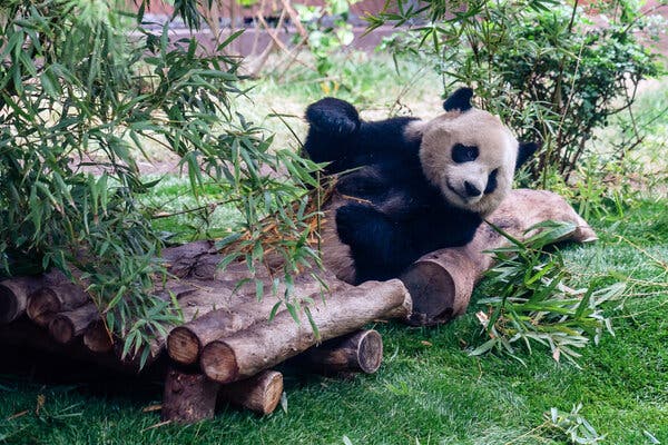 Pandas Gigantes, Símbolos de la Diplomacia Suave de China, Llegan a Atlanta