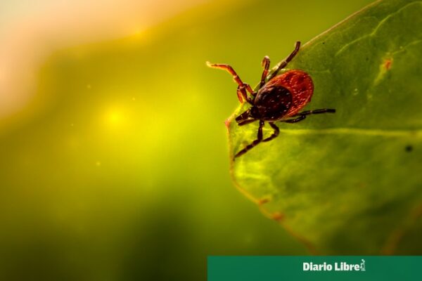 Descubren nueva especie de garrapata en la Reserva Mashpi de Ecuador