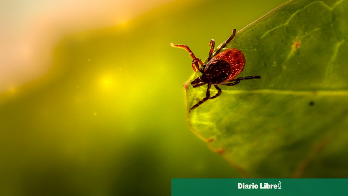 Descubren nueva especie de garrapata en la Reserva Mashpi de Ecuador