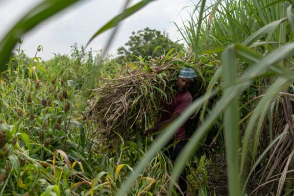 El Fenómeno de El Niño Afecta el Suministro Global de Azúcar
