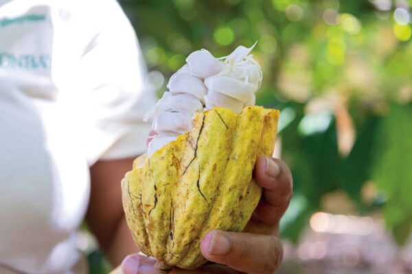 El cacao dominicano diversifica su oferta de productos en el mercado internacional