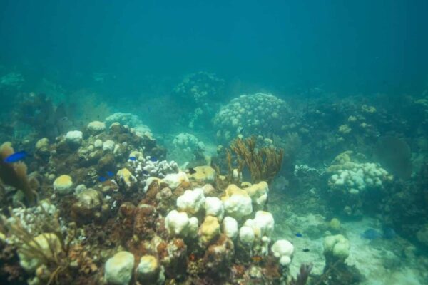 Casi la mitad de las especies de corales en peligro de extinción, según un nuevo estudio