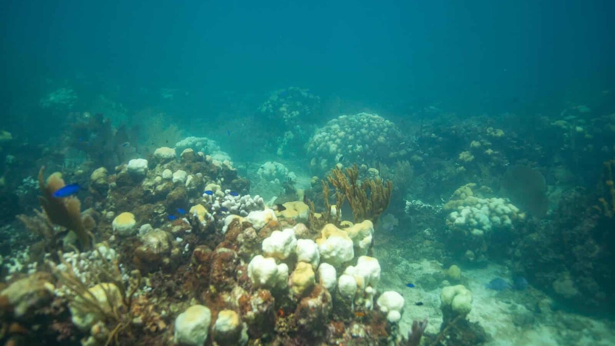Casi la mitad de las especies de corales en peligro de extinción, según un nuevo estudio