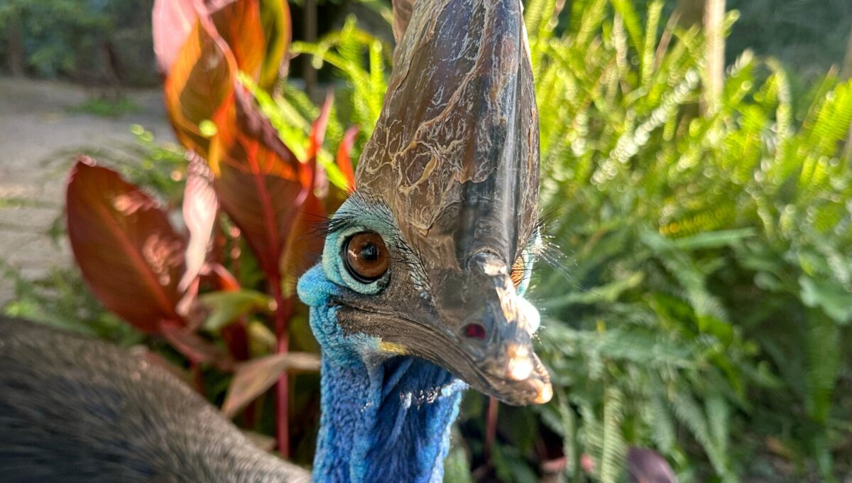 Un Zoológico Australiano Actúa como Celestino para Aves Gigantes, y Sus Grandes Huevos Son la Prueba