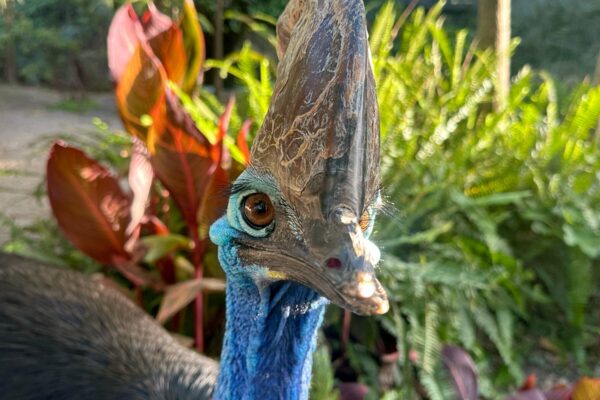 Un Zoológico Australiano Actúa como Celestino para Aves Gigantes, y Sus Grandes Huevos Son la Prueba