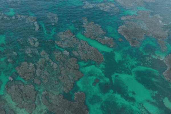 Exministros Llaman a Acelerar la Protección de la Biodiversidad Durante la COP17
