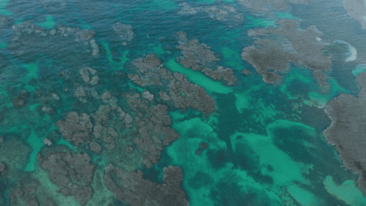 Exministros Llaman a Acelerar la Protección de la Biodiversidad Durante la COP17