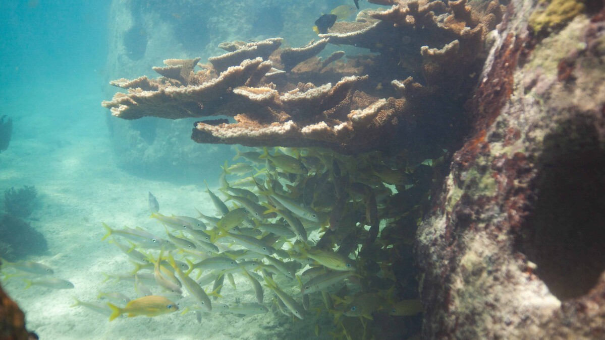 El futuro incierto de los arrecifes de coral ante el calentamiento global