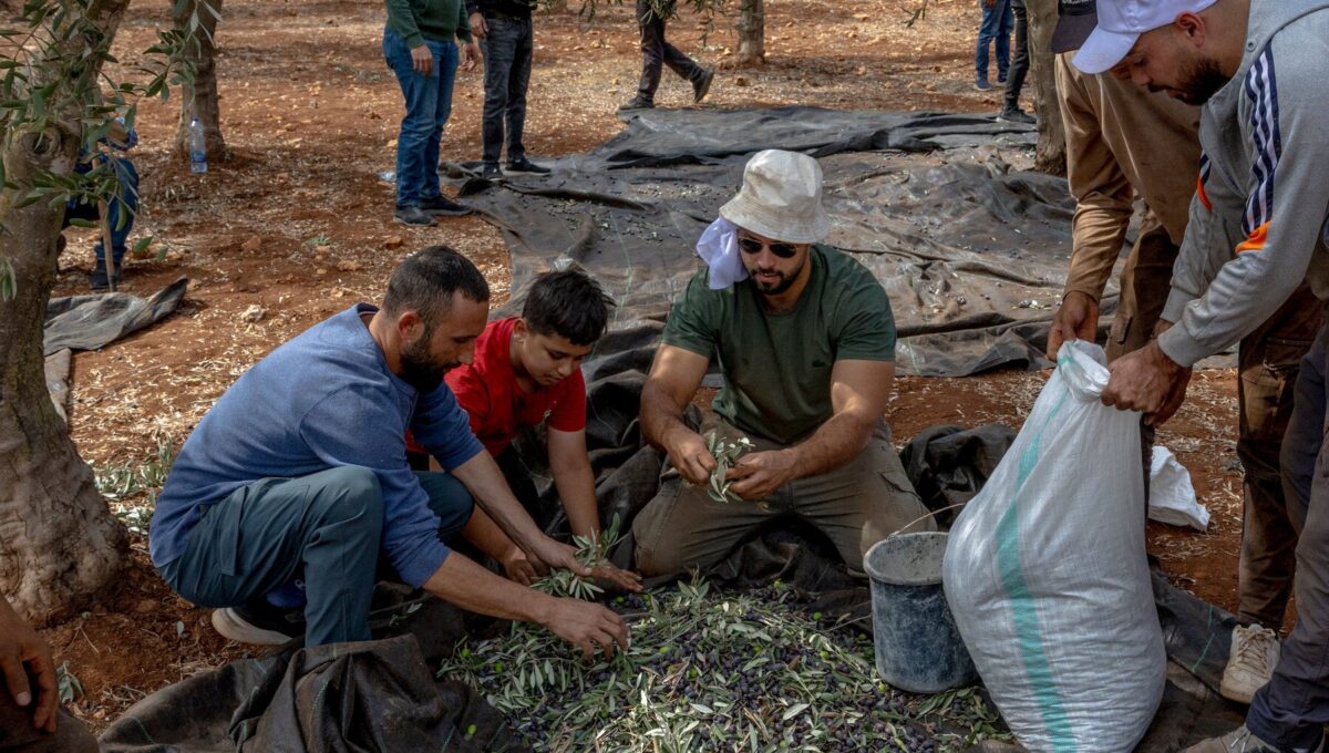 La cosecha de aceitunas en Cisjordania se convierte en un escenario de violencia y miedo